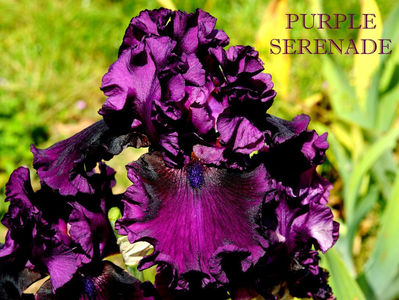 Purple Serenade-terminat