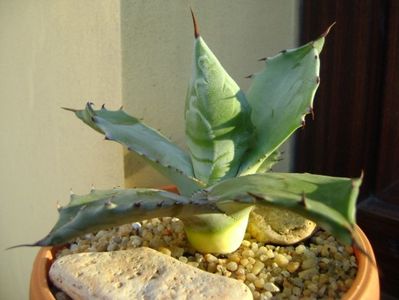 Agave colorata