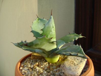 Agave colorata