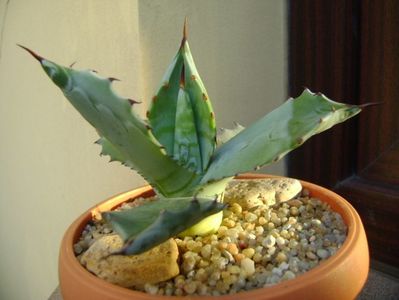 Agave colorata