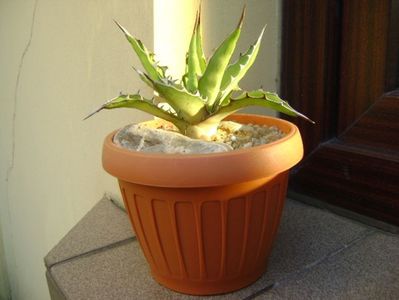 Agave xylonacantha