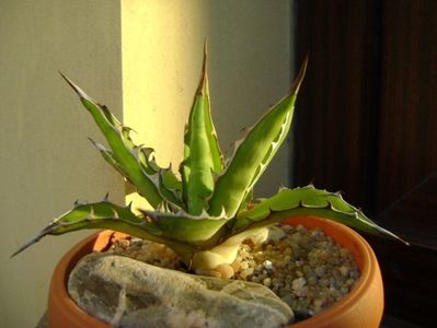 Agave xylonacantha