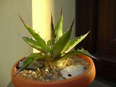 Agave xylonacantha