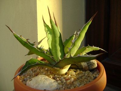 Agave xylonacantha