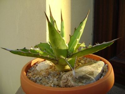 Agave xylonacantha