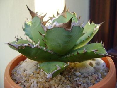 Agave titanota