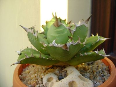 Agave titanota