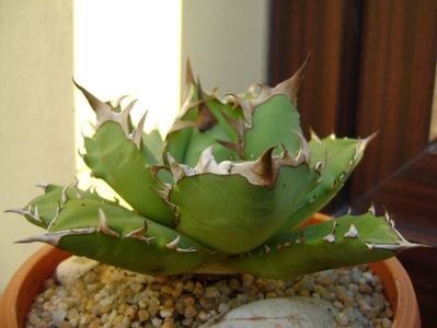 Agave titanota