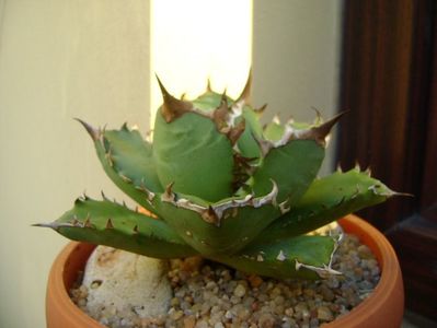 Agave titanota