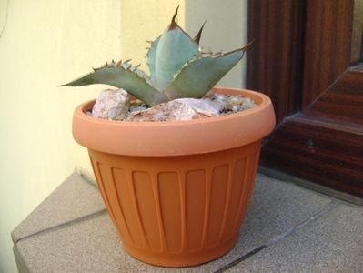 Agave titanota cv. White Ice