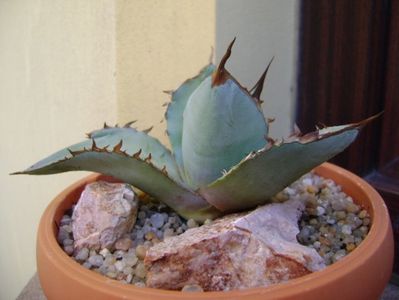 Agave titanota cv. White Ice