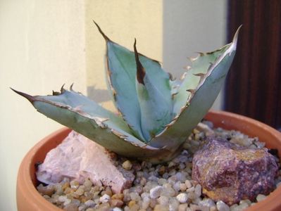 Agave titanota cv. White Ice