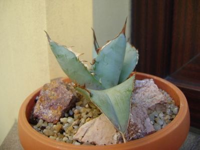 Agave titanota cv. White Ice