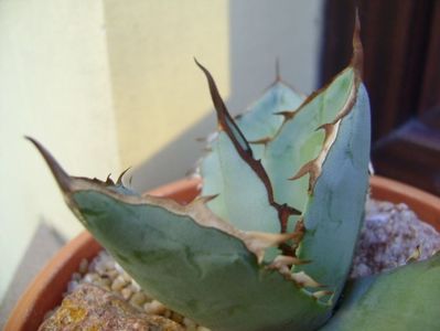 Agave titanota cv. White Ice