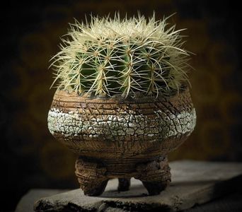 Mark Follon: Echinocactus grusonii