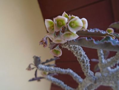 Euphorbia suzannae-marnierae