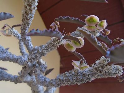 Euphorbia suzannae-marnierae