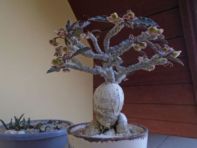 Euphorbia suzannae-marnierae