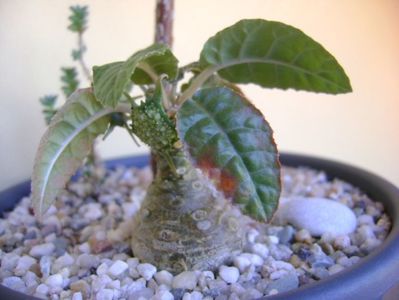 Dorstenia foetida