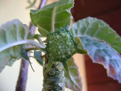 Dorstenia foetida