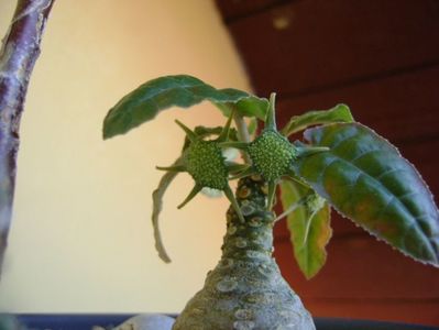 Dorstenia foetida