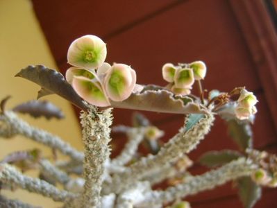 Euphorbia suzannae-marnierae