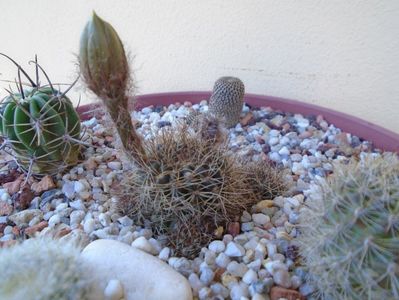 Lobivia arachnacantha v. densiseta