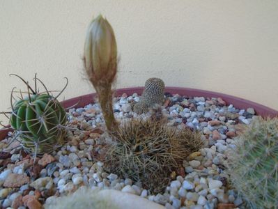 Lobivia arachnacantha v. densiseta