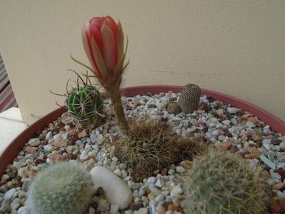 Lobivia arachnacantha v. densiseta