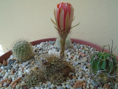 Lobivia arachnacantha v. densiseta