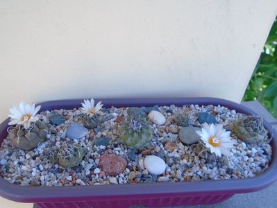 Grup de 7 Turbinicarpus; T. graminispinus
T. klinkerianus
T. schwarzii v. rubriflorus
T. pachystele
T. macrochele v. screvispinum 
T. macrochele v. kupcakii                  
T. viereckii
