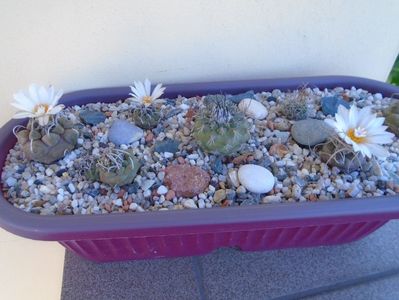 Grup de 7 Turbinicarpus; T. graminispinus
T. klinkerianus
T. schwarzii v. rubriflorus
T. pachystele
T. macrochele v. screvispinum 
T. macrochele v. kupcakii                  
T. viereckii
