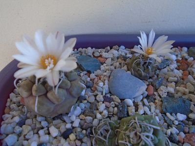 Grup de 7 Turbinicarpus; T. graminispinus
T. klinkerianus
T. schwarzii v. rubriflorus
T. pachystele
T. macrochele v. screvispinum 
T. macrochele v. kupcakii                  
T. viereckii
