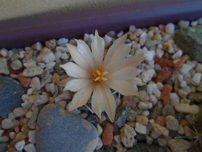 Turbinicarpus pachystele