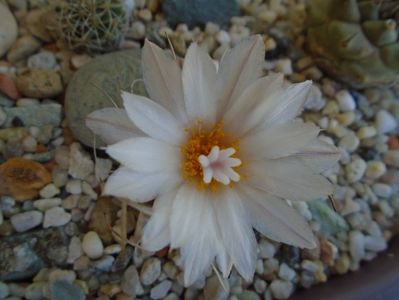 Turbinicarpus macrochele v. screvispinum