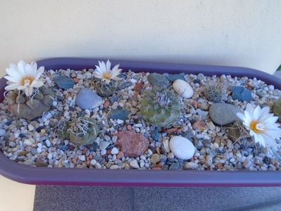 Grup de 7 Turbinicarpus; T. graminispinus
T. klinkerianus
T. schwarzii v. rubriflorus
T. pachystele
T. macrochele v. screvispinum 
T. macrochele v. kupcakii                  
T. viereckii
