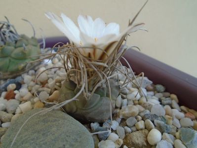 Turbinicarpus macrochele v. kupcakii