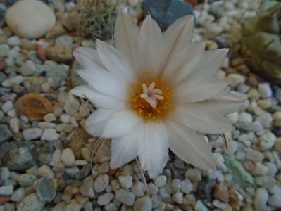 Turbinicarpus macrochele v. kupcakii