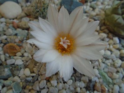 Turbinicarpus macrochele v. kupcakii