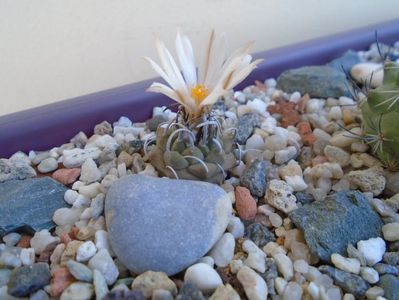 Turbinicarpus pachystele