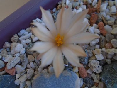 Turbinicarpus pachystele