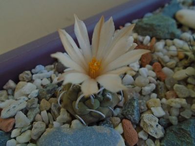 Turbinicarpus pachystele