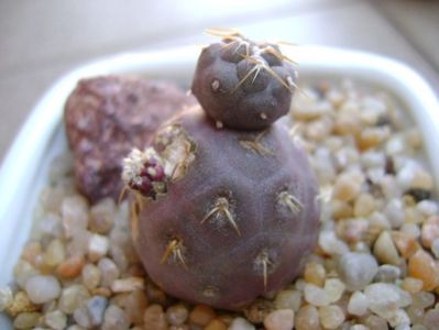 Tephrocactus geometricus