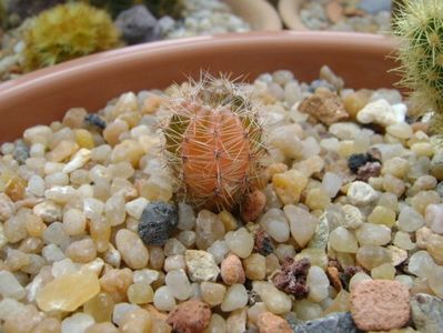 Echinopsis sp. variegat