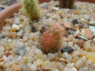 Echinopsis sp. variegat