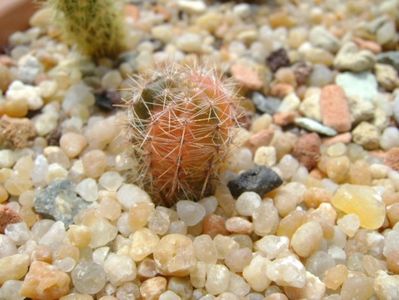 Echinopsis sp. variegat