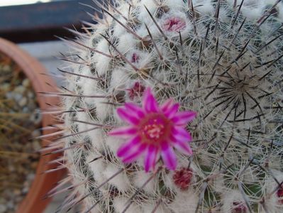 Mammillaria formosa ssp. chionocephala