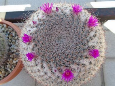 Mammillaria hahniana