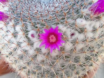 Mammillaria hahniana