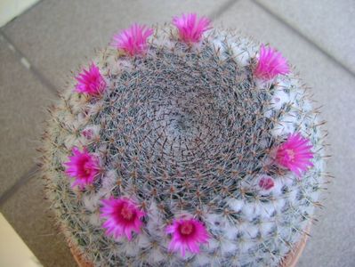 Mammillaria hahniana